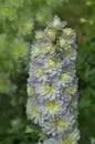 Delphinium mauve purple Sweet Sensation