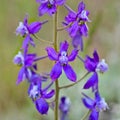 Delphinium or Monk Hood close up. Royalty Free Stock Photo