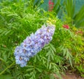 Delphinium plant which is often known as larkspur in full flower. Royalty Free Stock Photo