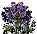 Delphinium purple blooming flowers bouquet isolated watercolour on white background.