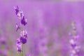 Delphinium purple flowers