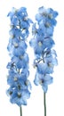 Delphinium