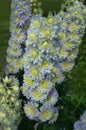 Delphinium Sweet Sensation