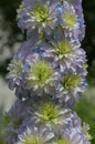 Delphinium Sweet Sensation