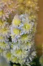 Delphinium Sweet Sensation. Candle Larkspur. Flowers cultivated in the garden