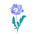 Delphinium vector stock illustration. Larkspur blooming flowers.