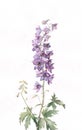 Delphinium watercolor painting Royalty Free Stock Photo