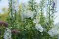 Delphinium white flowers growth in garden. Blooming field of white flowers Royalty Free Stock Photo