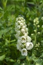 Delphinium Magic Fountain White