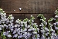 Delphinium on a wooden background