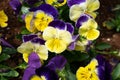 Delta Blue Morpho Pansy Flower Royalty Free Stock Photo