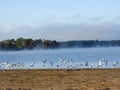 Seagulls swarm on misty shoreline of Delta Lake Royalty Free Stock Photo