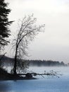Leafless tree silhouettes on misty Delta Lake ADK Royalty Free Stock Photo