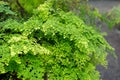 Delta maidenhair fern or Adiantum Raddianum plant in Saint Gallen in Switzerland