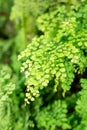 Delta maidenhair fern or Adiantum Raddianum plant in Saint Gallen in Switzerland