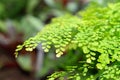 Delta maidenhair fern or Adiantum Raddianum plant in Saint Gallen in Switzerland