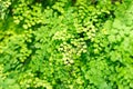 Delta maidenhair fern or Adiantum Raddianum plant in Saint Gallen in Switzerland