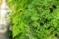 Delta maidenhair fern or Adiantum Raddianum plant in Saint Gallen in Switzerland