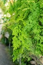 Delta maidenhair fern or Adiantum Raddianum plant in Saint Gallen in Switzerland