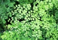 Delta maidenhair fern