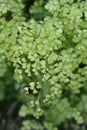 Delta maidenhair fern