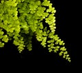 Delta maidenhair fern isolated on black