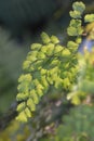 Delta maidenhair fern