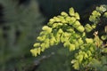 Delta maidenhair fern