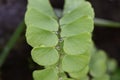 Delta maidenhair fern plant.