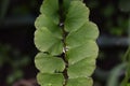 Delta maidenhair fern plant.