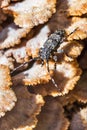 Deltapatents beetle Longhorn beetle lat. Mesosa myops on the m