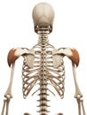 The deltoid Royalty Free Stock Photo