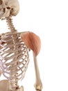 The deltoid Royalty Free Stock Photo