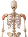 The deltoid Royalty Free Stock Photo