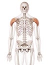 The deltoid Royalty Free Stock Photo