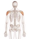 The deltoid Royalty Free Stock Photo