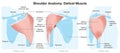 Deltoid Muscle. Shoulder Anatomy. Blue Version. Labeled