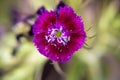 Delusional flower deep pink. macro photo.