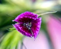 Delusional flower deep pink. macro photo.