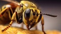 Exploring the Macro Universe: Unveiling the Wondrous World of a Wasp