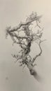 Sylvan Serenity: Captivating Pencil Drawing of Nature\'s Gnarled Vine