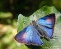 Rapala nissa closeup macro, butterfly open wings