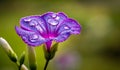 Dew-Kissed Morning Glory: Capturing Tiny Droplets in Nature\'s Embrace. Flower Background