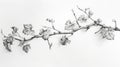 Vine Sketch: Intricate Pencil Drawing Revealing Nature\'s Organic Beauty