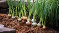 Delve into the heart of a thriving onion field.