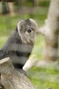 Curious Charm: Monkey\'s Playful Antics at San Diego Zoo