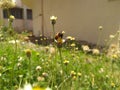Honey bee sitting on the flower