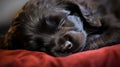 Ink Dreams: A Captivating Portrait of a Sleeping Black Puppy