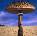 Giant Fungi of the Desert: Majestic Oddities Royalty Free Stock Photo