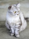 Demeanor of Persia Cat Royalty Free Stock Photo